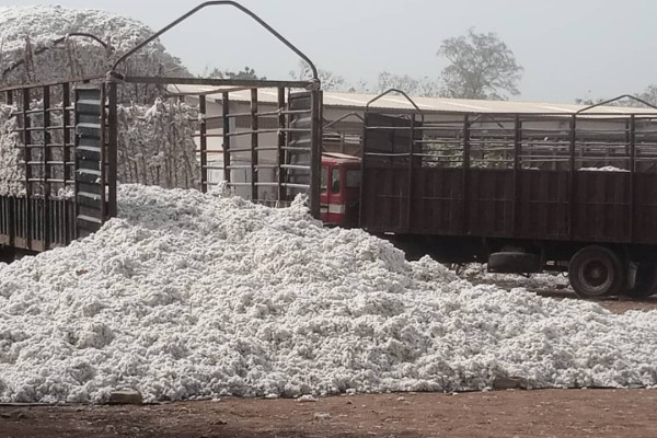 N’Dali : les pluies diluviennes affectent la production cotonnière